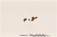 藏品(白腹地卷)的圖片